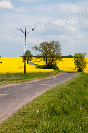 Field of rapeseed with asphalt roadの写真素材