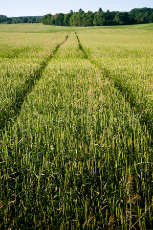 Young wheat fieldの写真素材