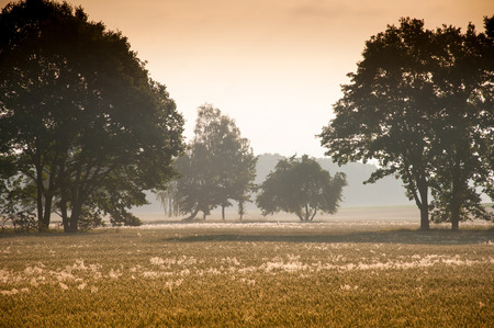 Sunny dawn on a fieldの写真素材
