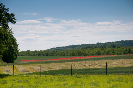 Sunny meadow in summerの写真素材