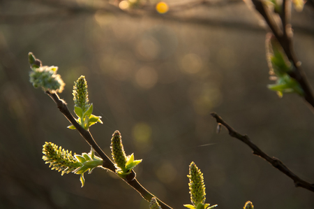 Spring shoots of willow budsの写真素材