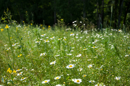 Wild flower summer fieldの写真素材