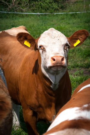 Cow grazing on pastureの写真素材