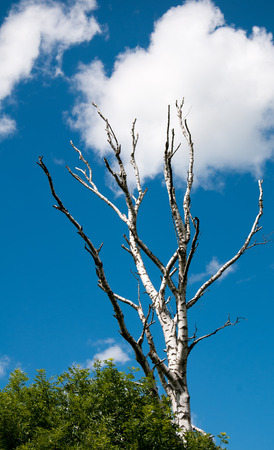 Birch without leaves from the bottom upの写真素材