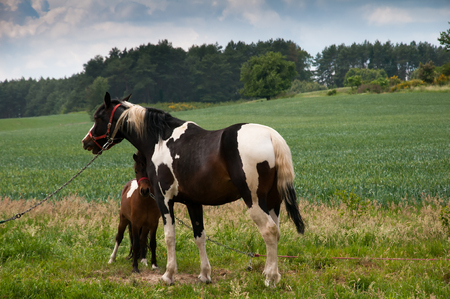 Foal with a mare on a summer pastureの写真素材