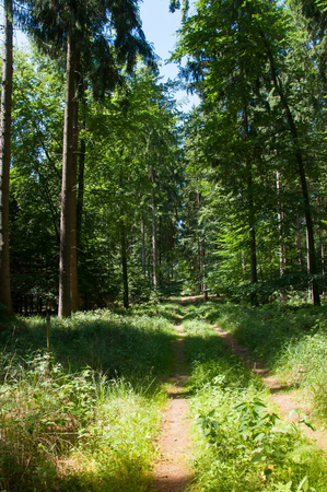 Mixed tree forest in springの写真素材