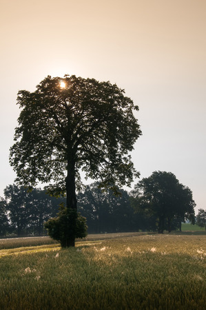 Sunny dawn on a fieldの写真素材