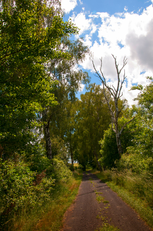Country road through the fieldsの写真素材