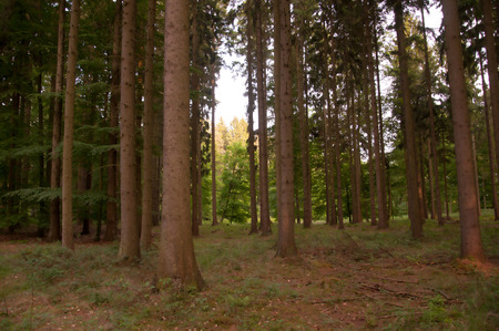 Beautiful green forest in sunの写真素材
