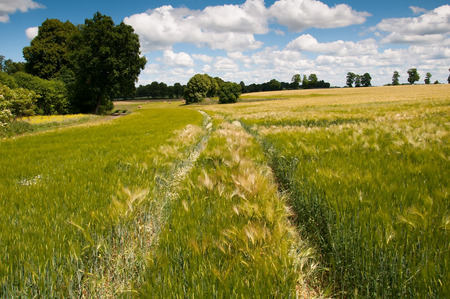 Country road through the fieldsの写真素材