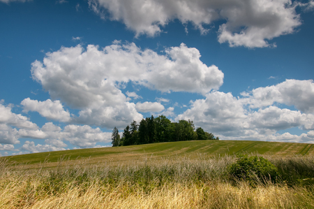 Young rye field and beautiful cloudsの写真素材