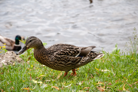 Ducks in city parkの写真素材
