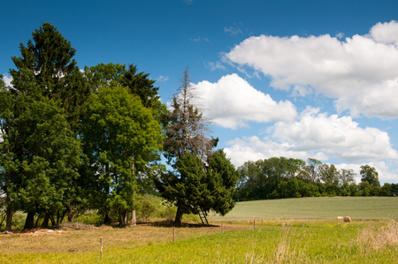 Field, tree and blue cloudy skyの写真素材