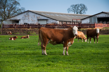 Cows grazing on pastureの写真素材