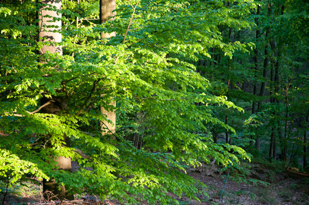 Beautiful green forest in sunの写真素材