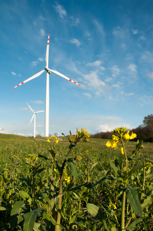 Wind turbine in a yellow flower field of rapeseedの写真素材