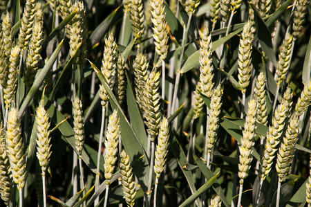 Young green wheat fieldの写真素材