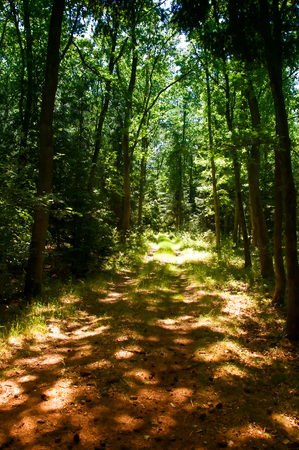 Mixed tree forest in springの写真素材