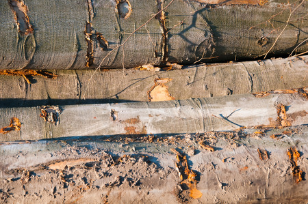 Texture of wall made of wooden logs