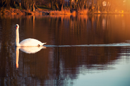 Swan on the lakeの写真素材