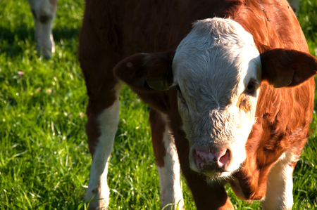 Cow grazing on pastureの写真素材