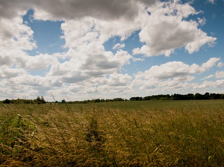 Young rye field and beautiful cloudsの写真素材