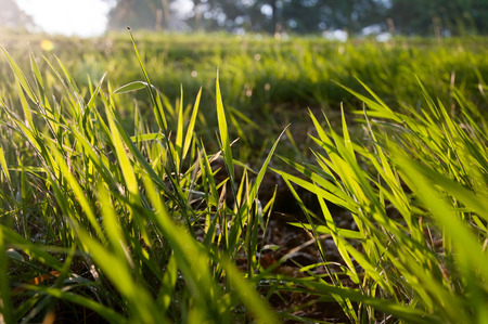 Long green grass backgroundの写真素材