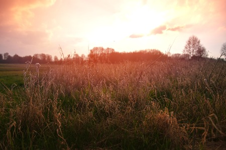 Green meadow and beautiful sunsetの写真素材