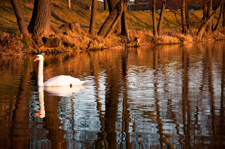 Swan on the lakeの写真素材