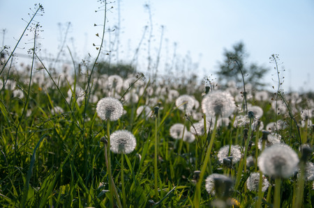 Many dandelions on meadowの写真素材