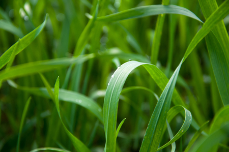 Long green grass backgroundの写真素材