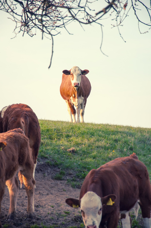 Cows grazing on a lovely green pastureの写真素材