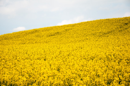 Field of rapeseed against skyの写真素材