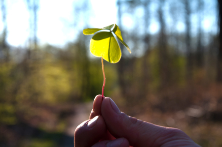 Hand holding a three-leaf clover