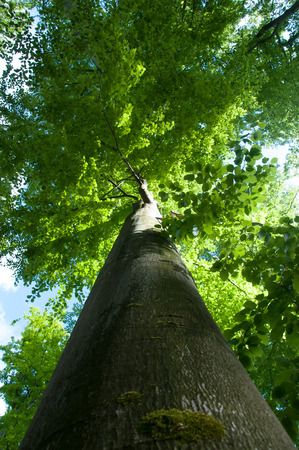 Deciduous tree seen from the bottomの写真素材