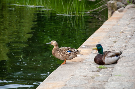 Ducks in city parkの写真素材