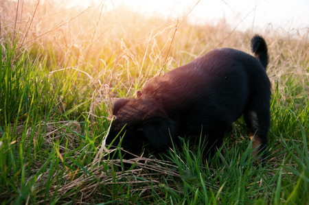 Cute black puppy hiding in grassの写真素材