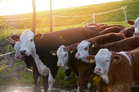 Cows grazing on a pastureの写真素材