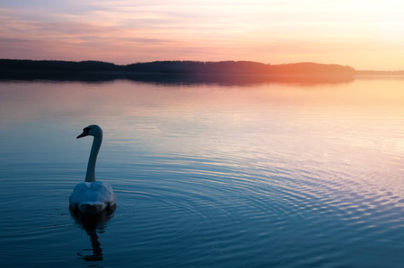 Swan on the lakeの写真素材