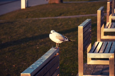 Seagull standing on park benchの写真素材