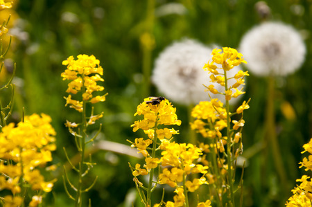 Rape field and dandelionsの写真素材