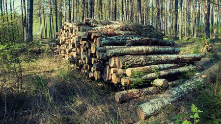 Big pile of wood in the forest