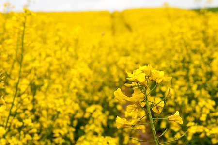Field of rapeseed against sky