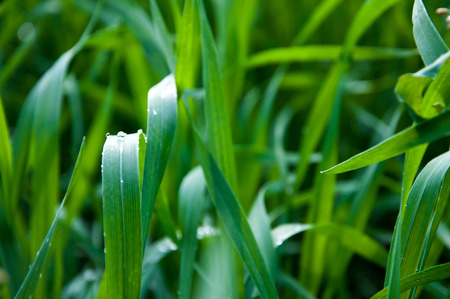 Long green grass background