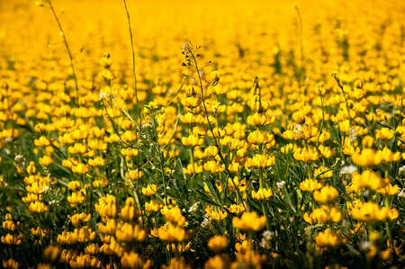 Field of yellow lupine