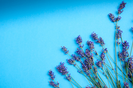 Heather flowers frame on blue backgroundの写真素材