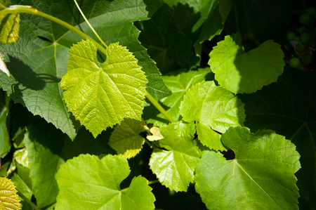 Green vine leaves backgroundの写真素材