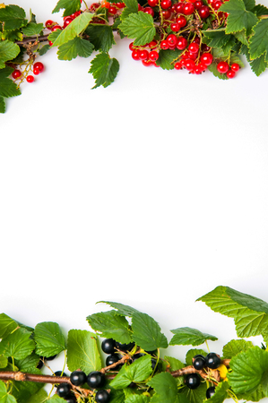 Red and black currant on a white backgroundの写真素材