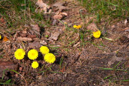 Many wild flowers yellow dandelions on meadow.の写真素材