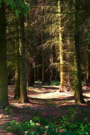 Beautiful green coniferous forestの写真素材